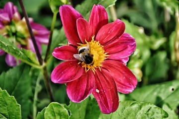 Bloom of a red flower with bumblebee, can be used also as a Valentine's day theme or decorative background. Flower with green background in the garden at summer, relaxing nature. .