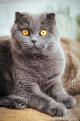 lovely blue scottish fold cat with golden eyes on burlap background.