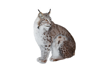 lynx © fotomaster