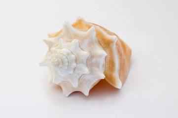 spiral shell of a sea snail