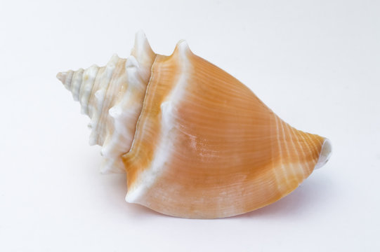 shell of a sea snail