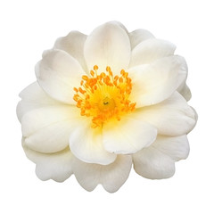 White flower of a rose. Isolated on a white background.