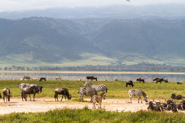 Fototapeta na wymiar Landscape of NgoroNgoro crater. Herds of herbivores. Tanzania, Africa