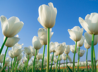 Field of white tulips in Sakura city, Japan.