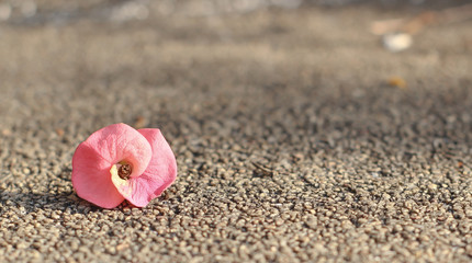 Crown of thorns plant