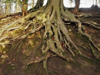 Beech tree roots on a steep slope