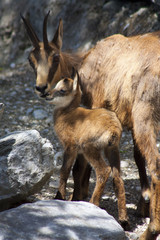 Bergziege mit Baby