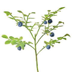 medium green blueberry branch with seven berries
