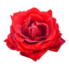 Beautiful flowers of a garden. A red-velvet rose. A flower isolated on a white background.