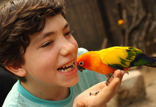 teenager boy feeding parrot with sonflower seed funny photo
