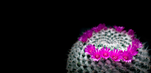 Pink blooming beautiful flowers of Mammillaria Cactus is very beautiful. Its native is in desert dry area in America continent. People grow cactus for decorate in garden, glasshouse or greenhouse