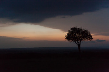 Fototapeta na wymiar a single tree against a sunset in the Maasai Mara, Kenya