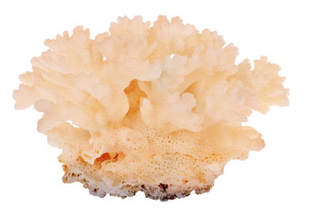 Naklejka premium small dense orange isolated coral