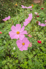 Cosmos Flowers colorful in garden
