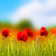 leuchtende mohnblumen