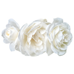 White roses. Isolated on a white background.