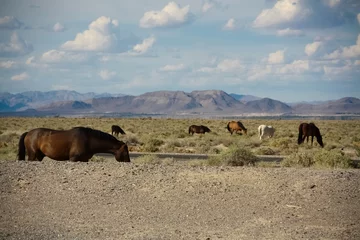 Foto op Plexiglas Wild Horses Mojave Desert © srogiers
