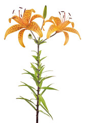Fototapeta na wymiar orange tiger isolated lily flower with buds and two blooms