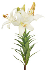isolated white lily flower with three blooms and buds