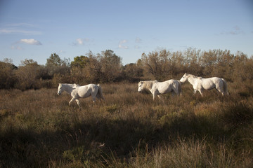 Obraz premium Francia,Camargue, Saintes-Maries-de-la-Mer, cavalli in libertà nella campagna.