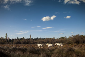 Francia,Camargue, Saintes-Maries-de-la-Mer, la campagna intorno al paese.Cavalli in libertà.