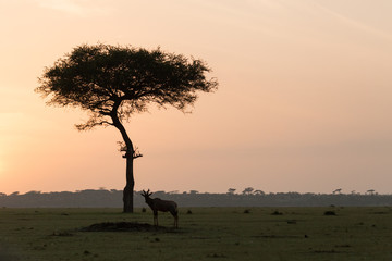 Fototapeta na wymiar a silhouetted tree with a topi at sunset on the Maasai Mara, Kenya