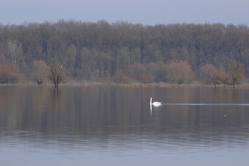 Obraz na płótnie Canvas Swan on the lake, Nature park Lonjsko polje, Croatia