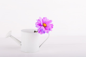 Closeup little white watering can with single flower of purple chrysanthemum on white wooden background