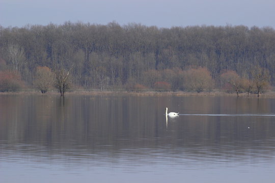 Swan on the lake, Nature park Lonjsko polje, Croatia