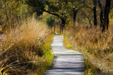Weg durch die Natur © smellypumpy