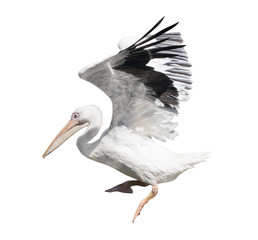 large flying pelican on white