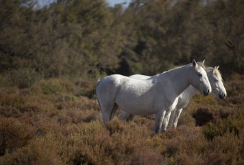 Francia,Camargue, Saintes-Maries-de-la-Mer, cavalli in libertà nella campagna.