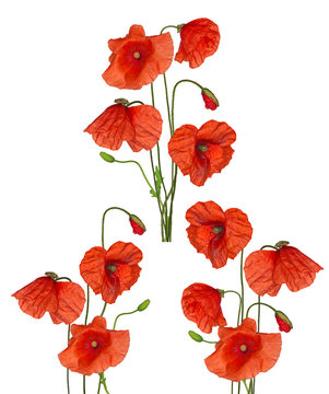 three bunches of red poppy flowers collection