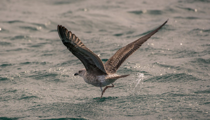 Gaivota