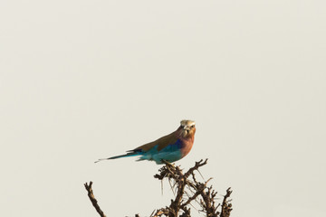 a lone lilac breasted roller in a tree in the Maasai Mara, Kenya