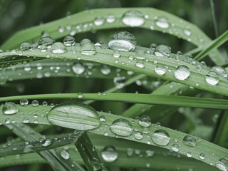 rain drops on a grass and leaves