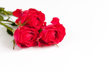White background with red roses