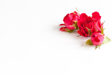 Fototapeta premium White background with red roses