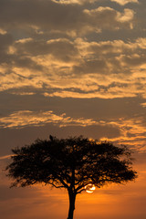 Fototapeta na wymiar lone tree silhouetted against the sky at sunrise, Maasai Mara, Kenya