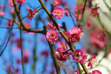 First spring pink blossom.  Branches of peach tree (Prunus persica) blossoming on easter in germany. Close up against blue sky.
