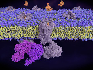 Endorphin bindet am delta-Opioidrezeptor und löst die Aktivierung eines G-Proteins (violett) aus. Diese Signalkaskade führt zu anti-depressive Effekte.
