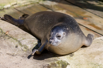 a young seal lies on stone underground
