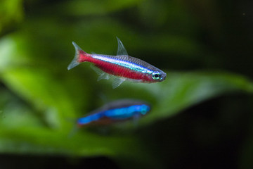 Tetra neon aquarium fish.
