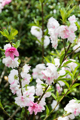 赤と白のハナモモの花