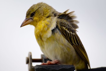 YELLOW WARBLER