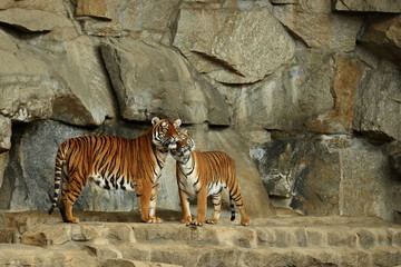 Fototapeta na wymiar Siberian tigers, Panthera tigris altaica, resting and playing in the rocky mountain area. Dangereous predator in action. Tigers in nature habitat. Beautiful wild animals in captivity.