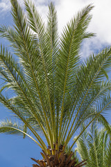 Date Palm Tree Against Sky