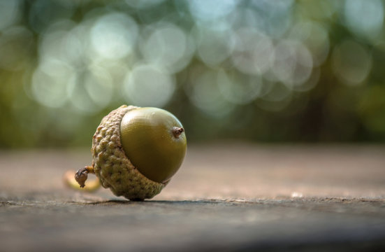 Eich Bilder Durchsuchen 42,946 Archivfotos, und Videos