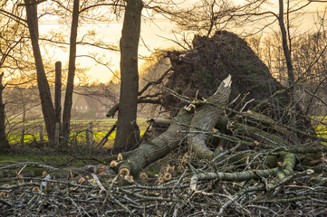 Entwurzelte Eiche nach Unwetter