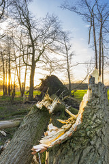 Entwurzelter Baum nach Orkan